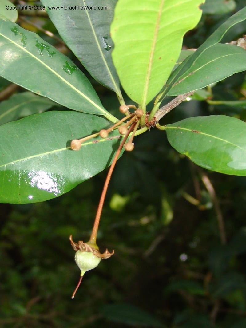 Vitellariopsis marginata--So. Africa. Lowveld Nat. Bot. Gard. 14 Mch 05. 173.jpg