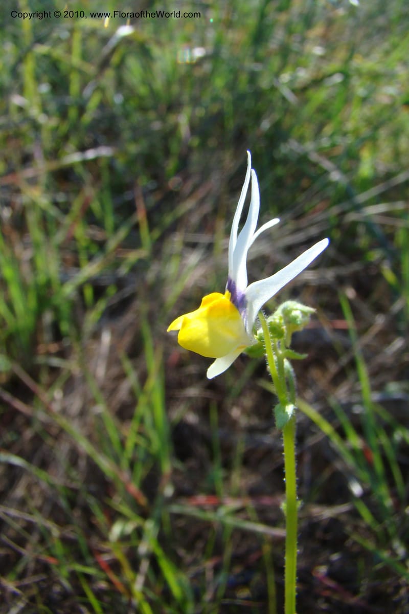 Nemesia cheiranthus, C. Davidson 11523--South Africa. Northern Cape. Papkuilsfontein. 25 Aug 09. 216 (3).jpg