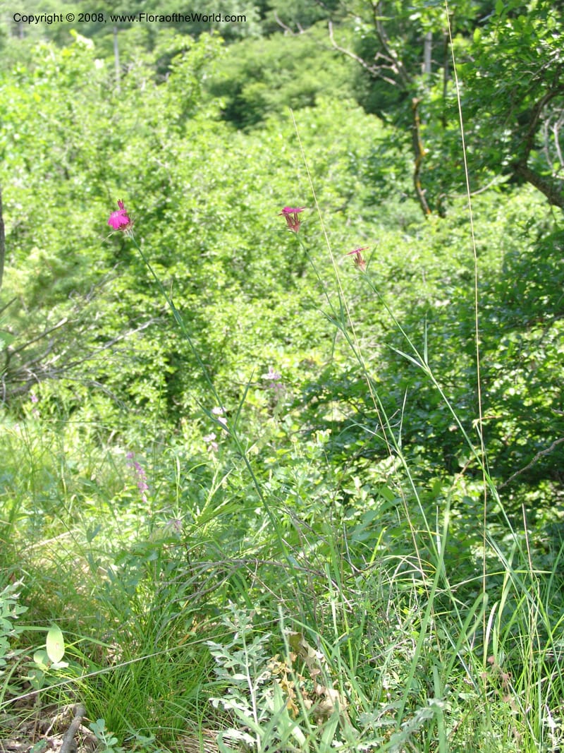 Dianthus subulosus--Georgia. Shio Mgvime Monastery road. 12 Jun 05. 089.jpg