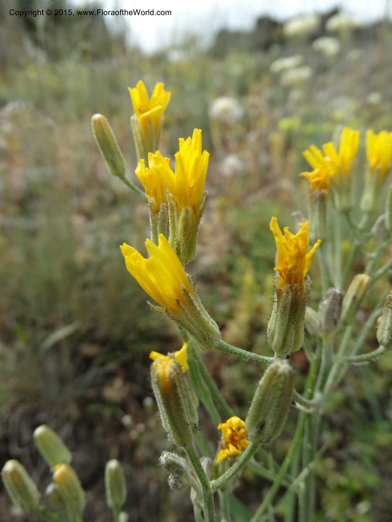Crepis atribarba, Davidson, C 12597--ID. Idaho Co. Seven Devils Camp Ground. 15 Jul 2014. DSC00113 (291).JPG