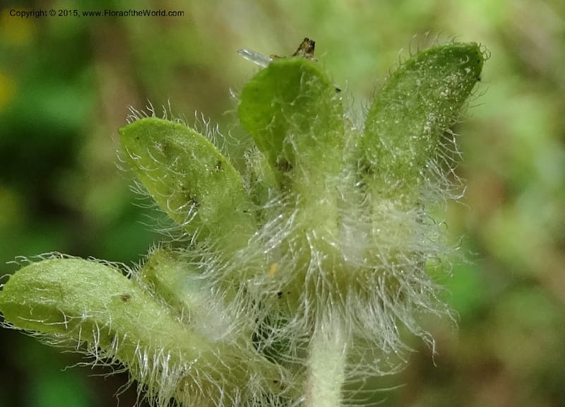 Chrysogonum virginianum, Davidson, C 13044--South Carolina. Oconee Co. Brasstown Cr. 19 May 2015. DSC06413 (24).JPG