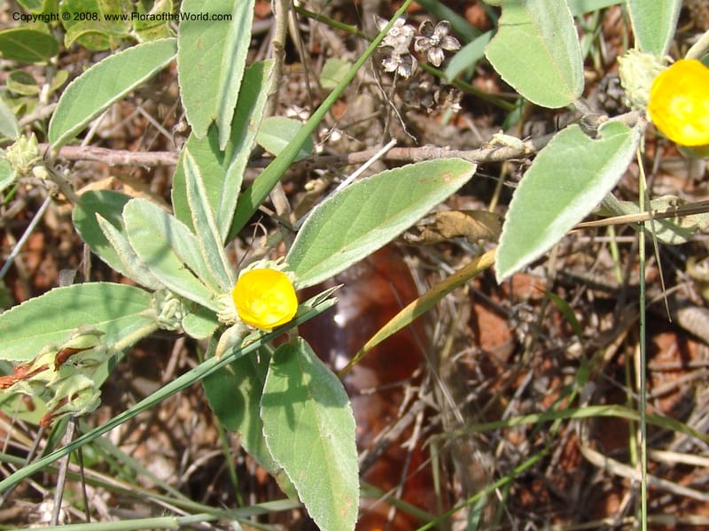 Melhania acuminata--So.Africa. Mpumal. twd Rietfontein. 16 Mch 05. 430.jpg