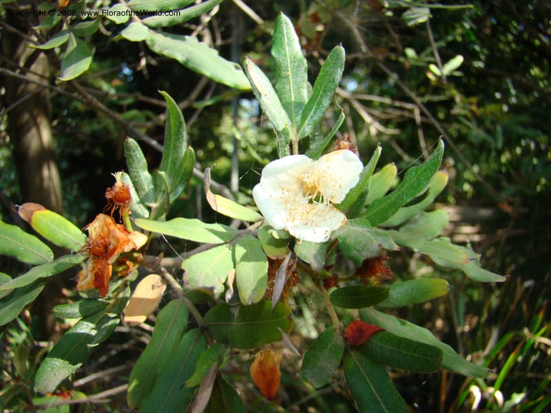 Eucryphia moorei--Australia. Royal Botanic Garden, Melbourne. 19-20 Mch 08. 039.jpg