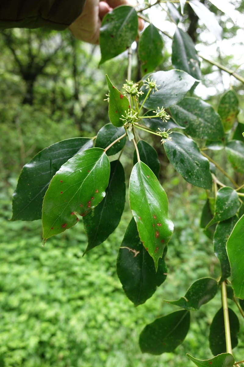 Trochodendron aralioides, Tseng Yu-Hsin 1327--Taiwan. Taroko Nat. Park. Mt. Bilu Trail. 21 May 2016.  (1).JPG