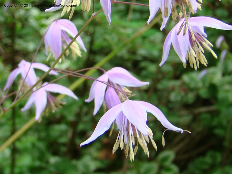 Thalictrum delavayi ssp acuminatum--Canada. BC. Univ. BC Bot. Garden. 27 Jul 08. 097.jpg