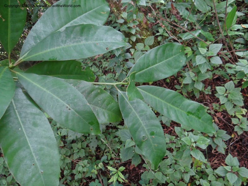 Meliosma simplicifolia, VC 5561--Thailand. Chiang Mai Prov. Doi Pha Hom Pok Nat. Park. 10 Nov 2012. DSC08349 (283).JPG