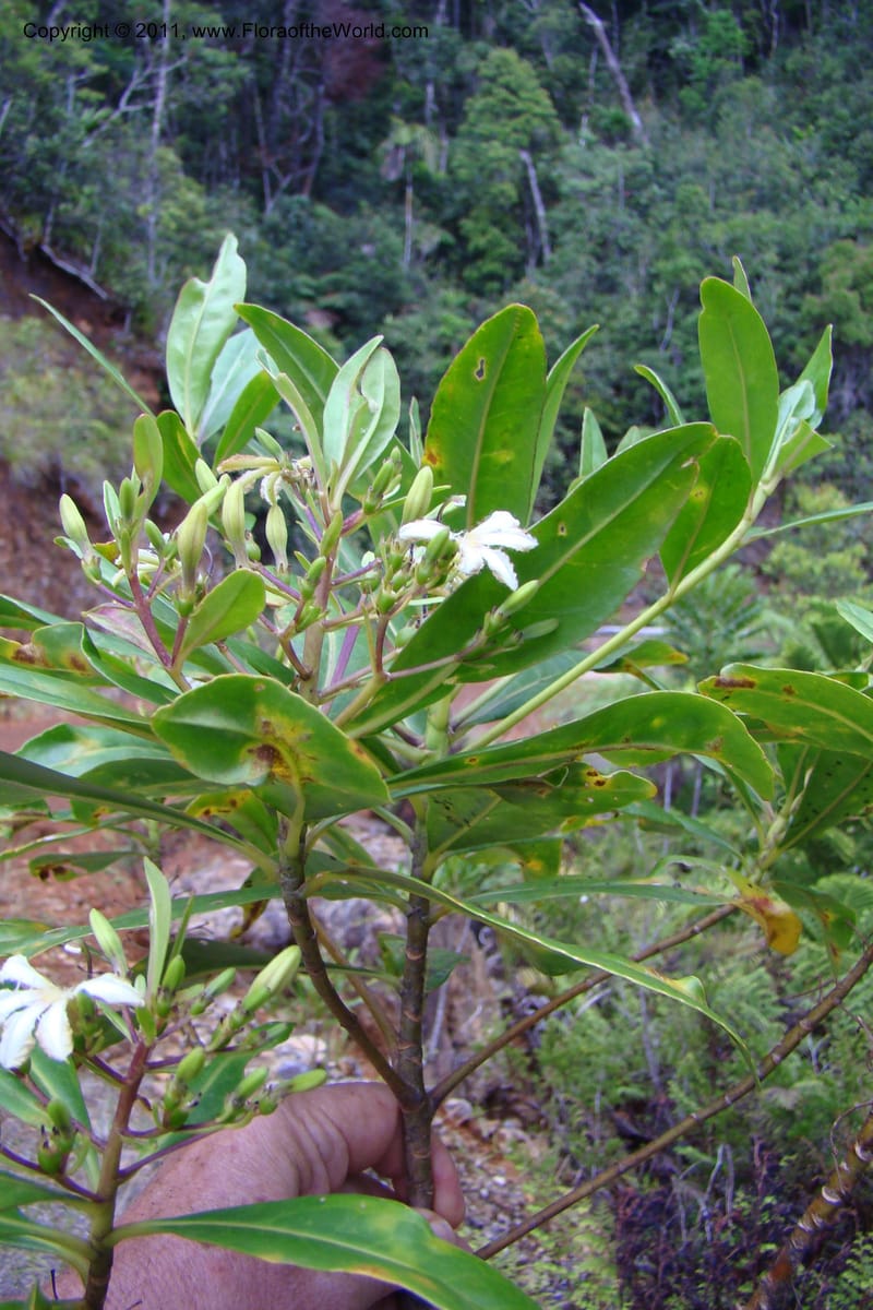 Scaevola, M. Callmander 805--New Caledonia. Mont Dore. 20 Jan 2010. 001 (155).jpg