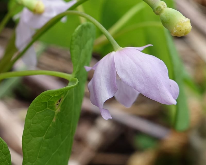 Ranzania japonica--Japan. Myoko Kenmin-no-mori. Hiuchiyama Trial. 27 May 2016.  (141).JPG