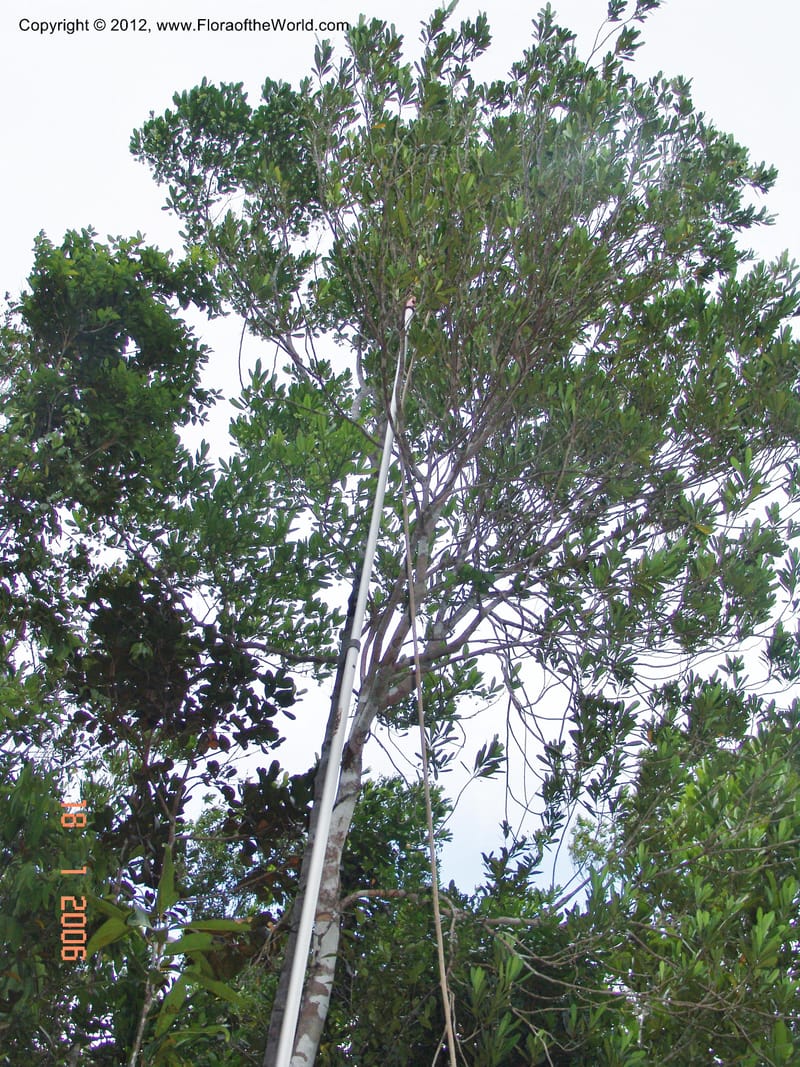 Homalium involucratum, Ranaivojaona, R 1374-Madagascar 18 Jan 2006  122 (2).jpg