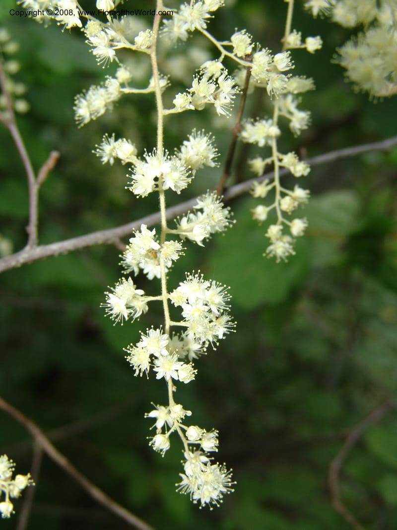 Holodiscus discolor, CDavidson11109--ID. Adams Co. For. Serv. Rd. 453, to Goose Lk. 20 Jul 07. 074.jpg