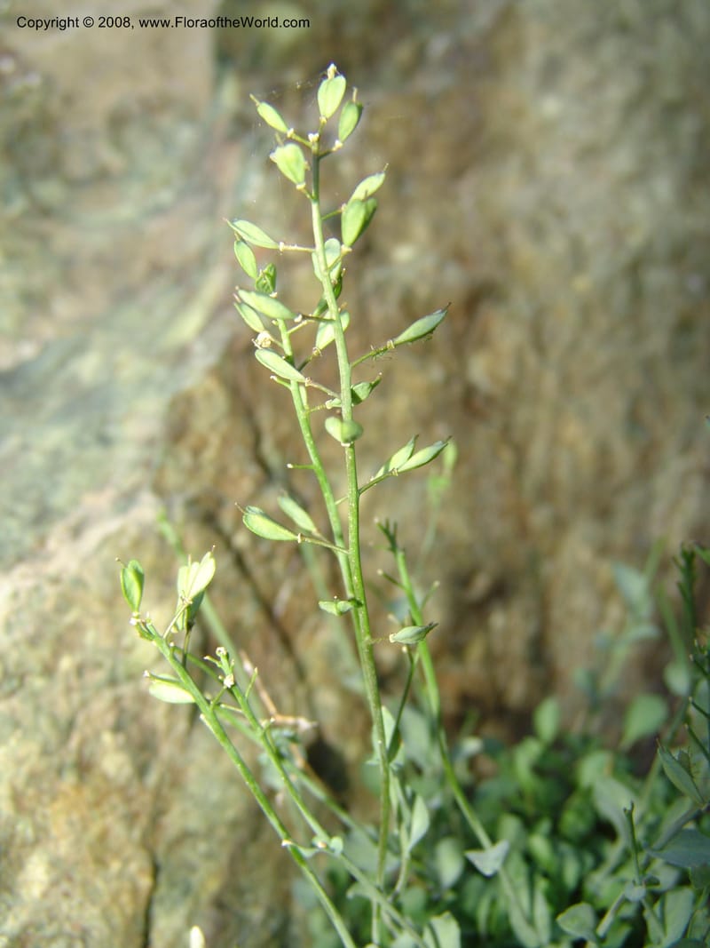 Thlaspi fendleri, CDavidson11131--Idaho Co. Hell's Can. Nat. Rec. Area. Heaven's Gate. 20 Jul 07. 099.jpg