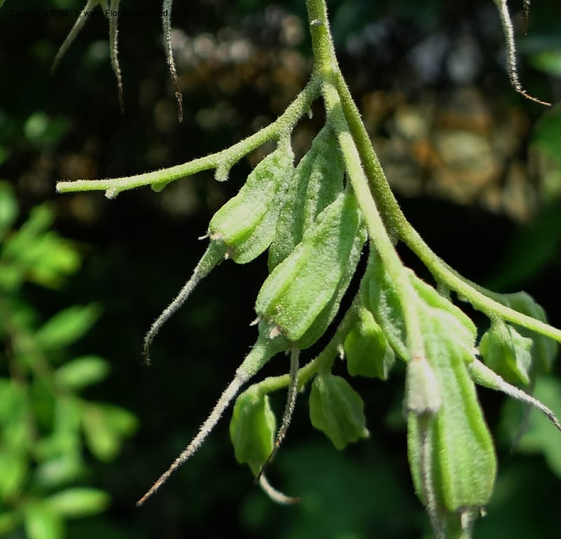 Pterostyrax corymbosus, Li Pan 1205274--China. Zhejiang Prov. Shunxi Village. 28 May 2012. DSC00347 (187).JPG