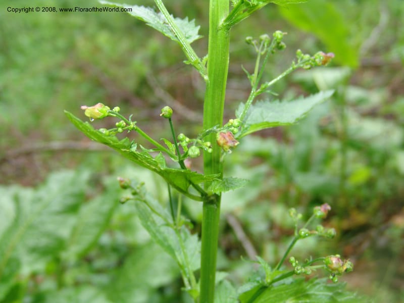 Scrophularia ilvensis--Georgia. 2 km S of Bakuriani, rd to Khrats'koros. 6 Jun 05. 302.jpg