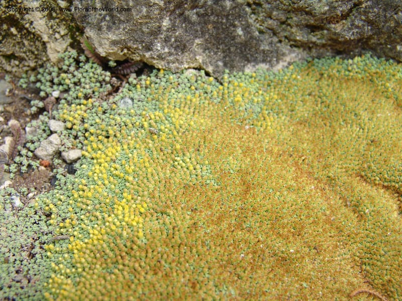 Raoulia lutescens--CA. San Francisco Arbor. 3 Jul 07. 278.jpg