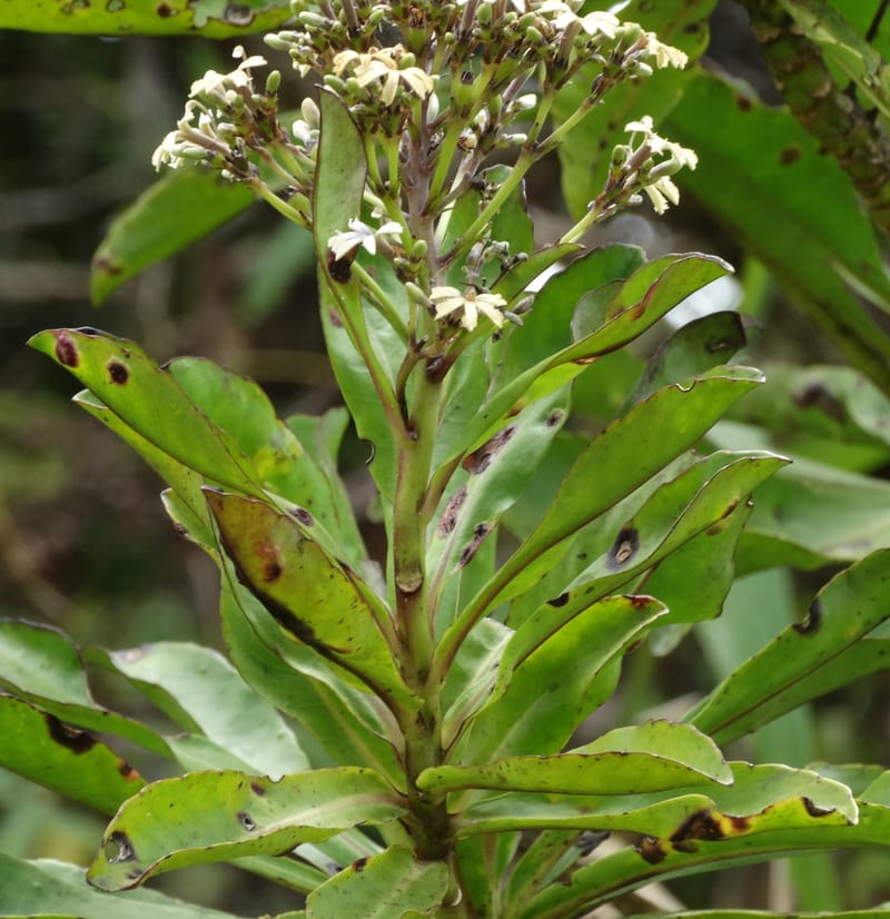 Scaevola floribunda, Lowry, P 7328--Fiji. Delaikoro Mtn. 3 Nov 2015. DSC08393 (187).JPG