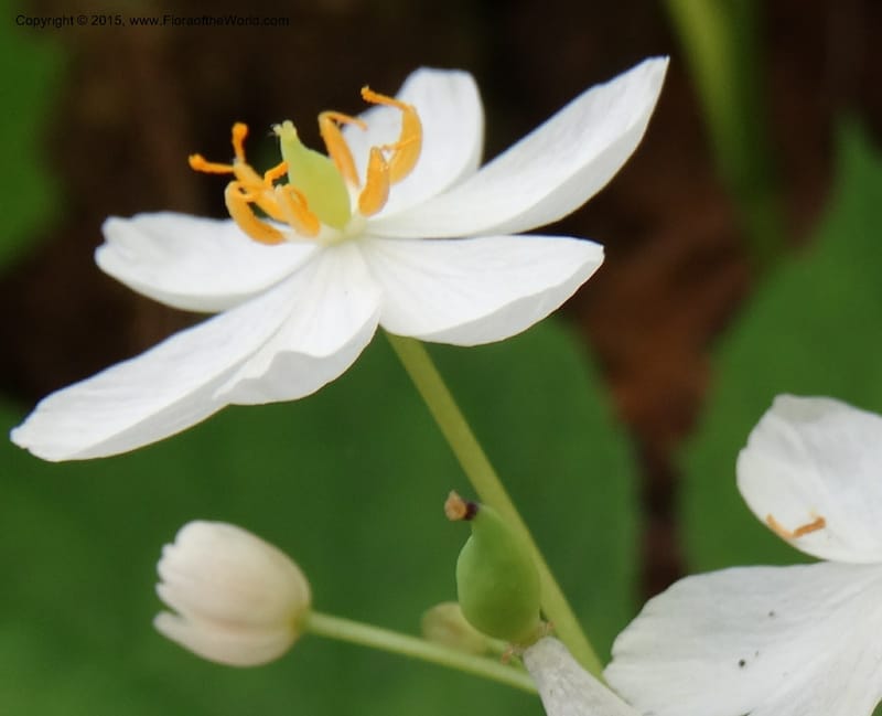 Diphylleia cymosa, Davidson, C 12981--North Carolina. Clay Co. Perry Gap Rd, Barnard's Cr. 13 May 2015. DSC04860 (14).JPG