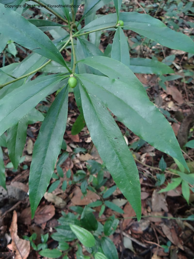 Daphne sureil, VC 5470--Thailand. Chiang Mai Prov. Doi Suthep Pui Nat. Park. 7 Nov 2012. DSC07362 (50).JPG