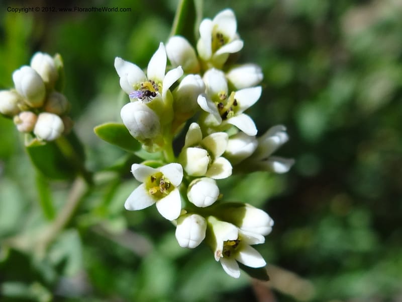 Comandra umbellata, Davidson, C 11942--AZ. Yavapai Co. Crown King Rd. 7 May 2012. DSC0894 1 (117).JPG