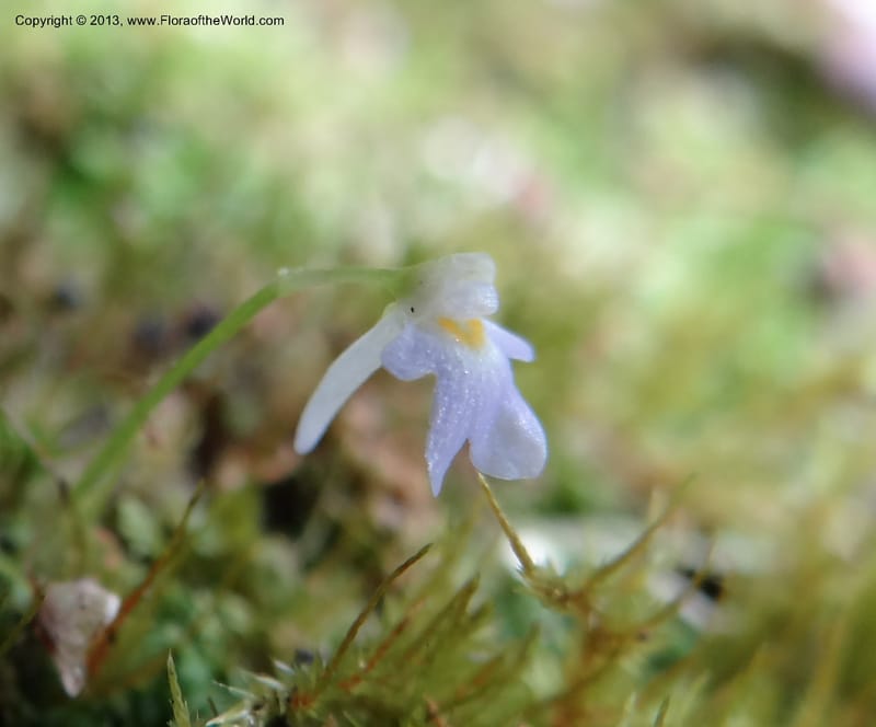 Utricularia, VC 5533--Thailand. Chiang Mai Prov. Doi Pha Hom Pok Nat. Park. 10 Nov 2012. DSC08349 (155).JPG