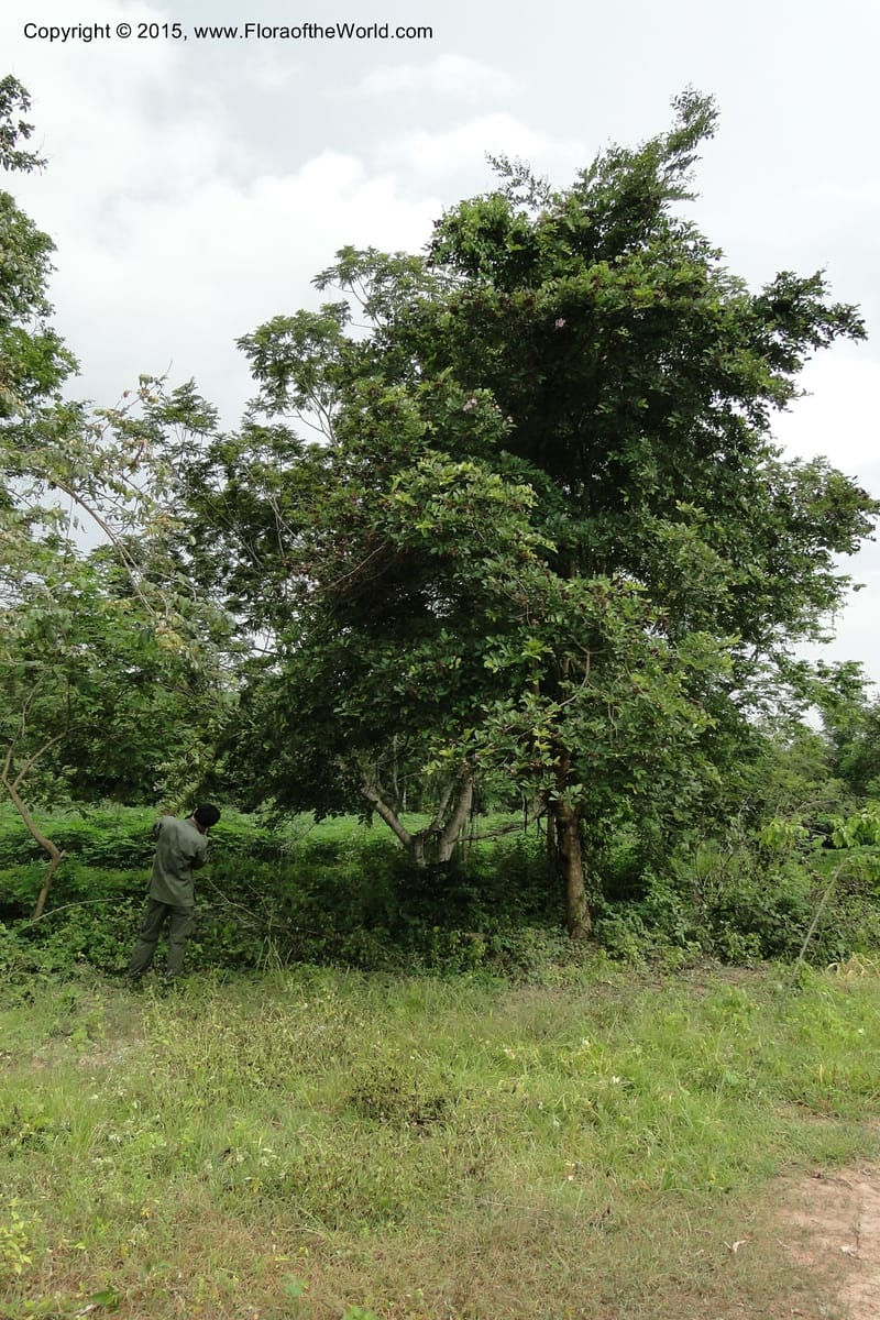 Lagerstroemia, Regalado 1970--Viet Nam. Forest Block 19. 15 May 2011. 248 (2).jpg