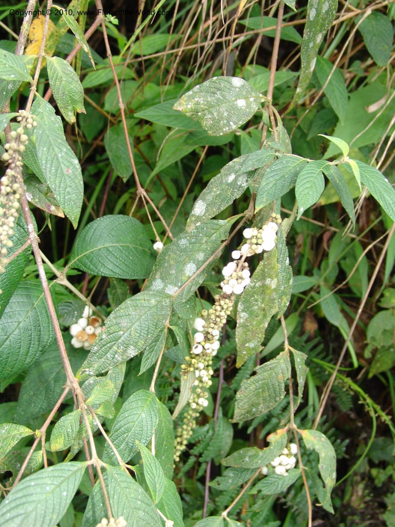 Gonzalagunia dependens, Croat 96251--Ecuador. Prov. Pichincha. La Union-Chiriboga-Quito. 22 Mar 06. 154 (1).jpg