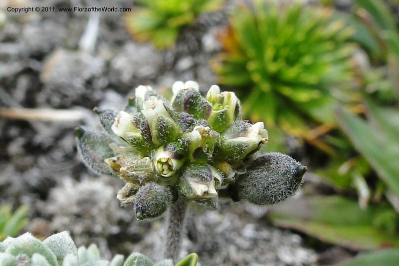 Draba, Ulloa 2022--Ecuador. Napo. Volcan Antesana. 2 Jun 2011. 206 (14).jpg