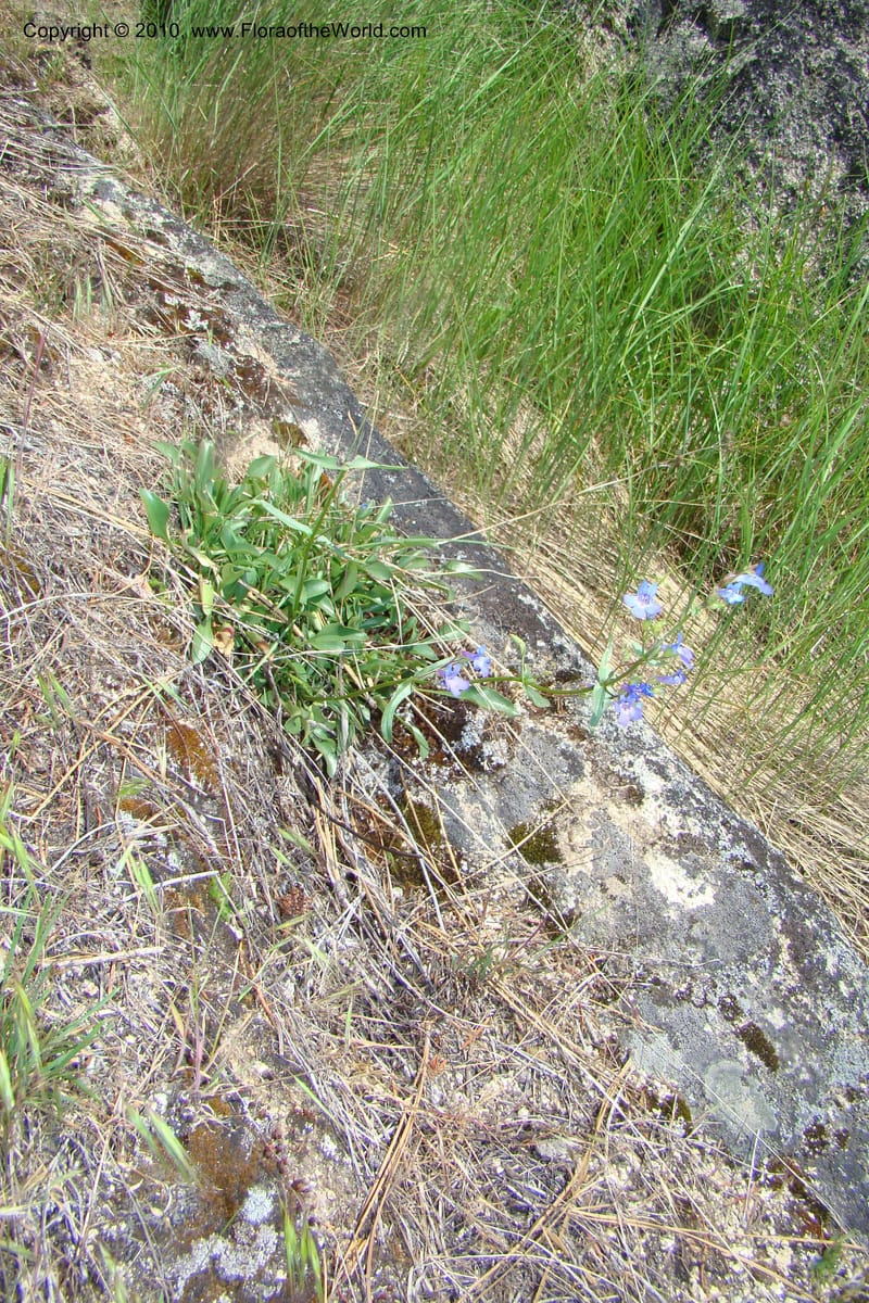 Penstemon albertinus, C. Davidson 11367--Idaho. Idaho Co. Salmon River. Polly Bemis Ranch. 27 May 2009. 182.jpg