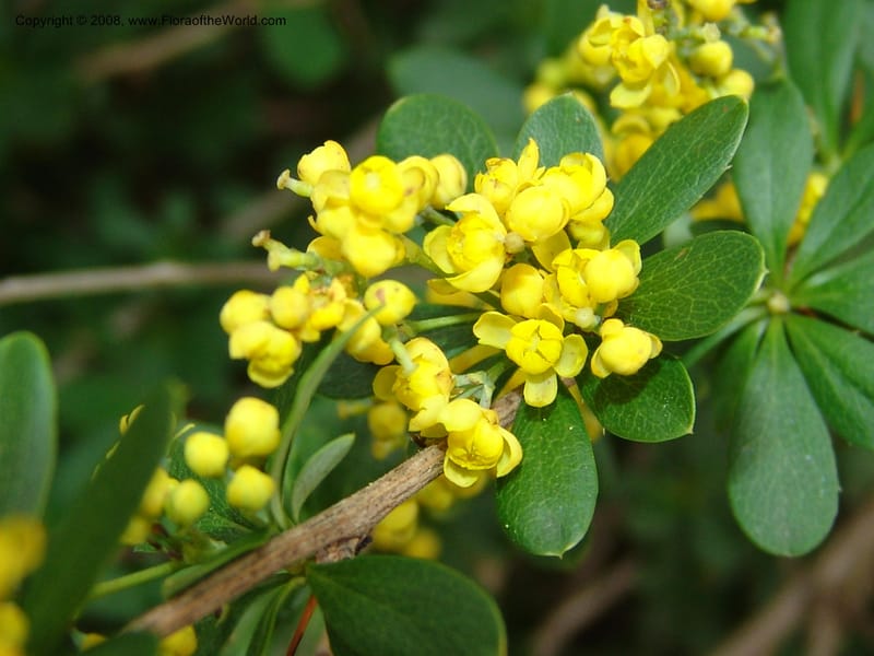 Berberis beaniana--IL. Chicago. Morton Arboretum. 1 Jul 05. 109.jpg