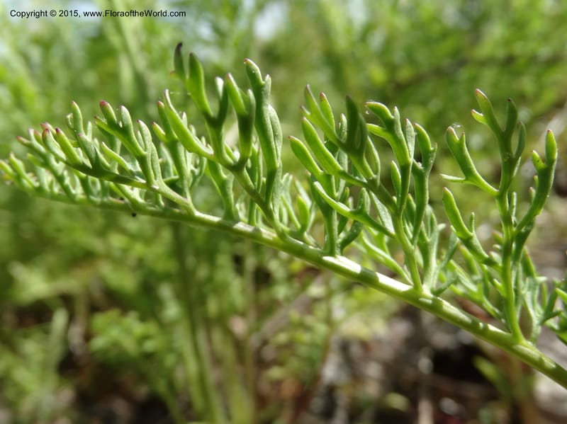 Packera millefolium, Davidson, C 13000--North Carolina. Macon Co. Slick Rock. 14 May 2015. DSC05505 (55).JPG