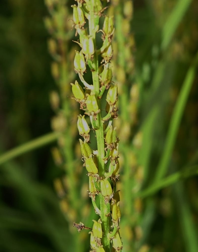 Japanolirion osense--Japan. Hokkaido. Teshio Exptl. For. 3 Aug 2016. DSC00757 (4).JPG