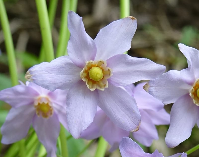 Ranzania japonica--Japan. Myoko Kenmin-no-mori. Hiuchiyama Trial. 27 May 2016.  (191).JPG