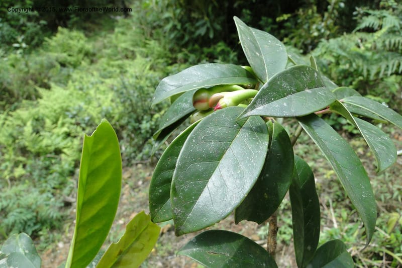 Illicium, Regalado 1782--Viet Nam. Ban Khoang Commune. 4 May 2011. 195 (9).jpg