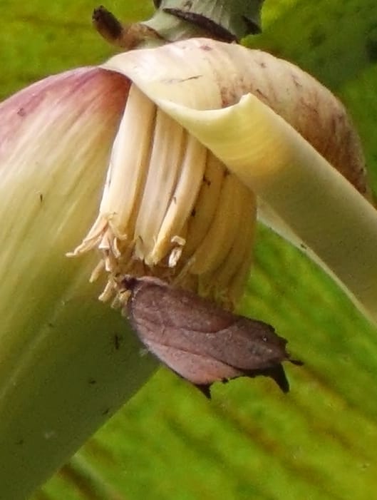 Musa formosana, Chung Kuo-Fang 3351--Taiwan. Wulai Distr. Wulai village. Hsing Hsian Trail. 19 May 2016. DSC03046 (140).JPG