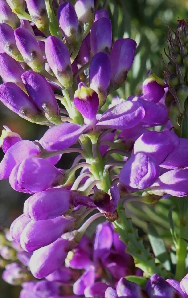 Comesperma, Davidson, C 13424--Australia. W.A. Green Head-Coorow Rd. Stop 2. 24 Oct 2016. DSC04873 (11).JPG