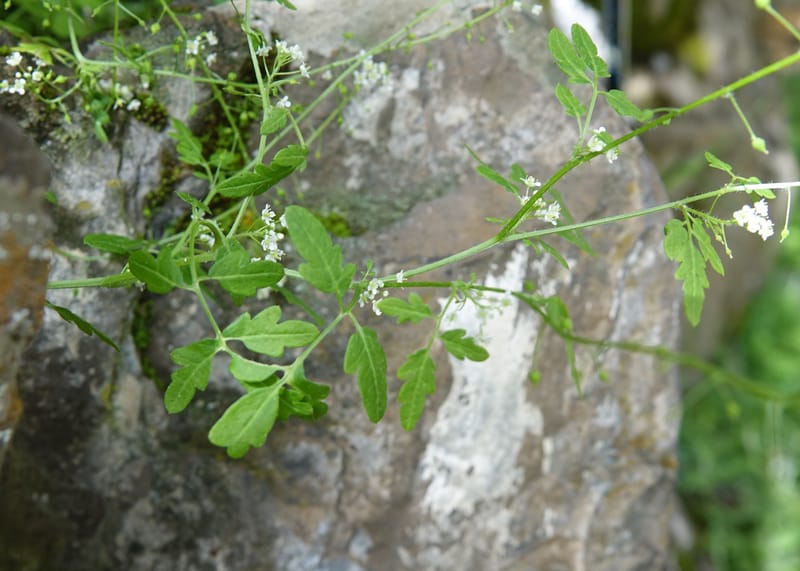 Yinshania acutangula subsp. wilsonii, C. Davidson 13755--China. Sichuan. Yibailingba-gou. 12 Aug 2017. DSC04660 (669).JPG