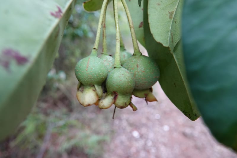 Anneslea fragrans, D. Boufford 33132--China. Yunnan. Meizi Lake Park. 3 May 2018. DSC01424 (301).JPG