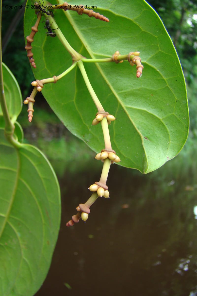 Gnetum nodiflorum, R. Vasquez 34649--Peru. Loreto. Dist. Nauta. Pac. Samiria. Rio Yanayacu. 7 Nov 08. 441.jpg