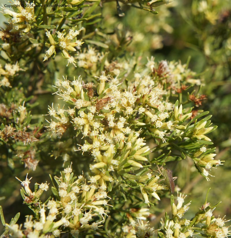 Baccharis pseudotenuifolia, Stevens, W.D. 31064, Cerro Cora, 15 Mar 2011 4054 (5).JPG