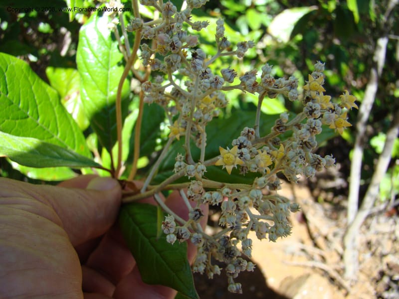 Argophyllum, JMunzinger4653--N.Caled. Dumbea Dam in Dumbea Riv, S of Noumea. 11 Nov 07. 194.jpg