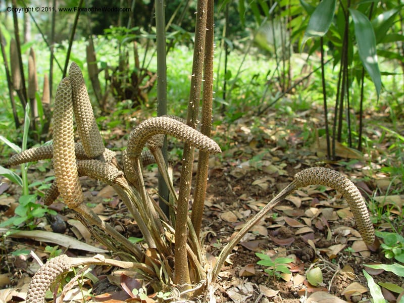 Ceratozamia--Cameroon. Limbe Botanic Garden. 4 Dec 03. 114.jpg