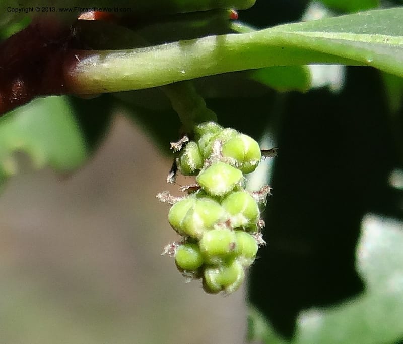 Azara, WDS 34089--Chile. Pte. Polcura.  Odom 11.6. 17 Feb 2013. DSC01159 (144).JPG