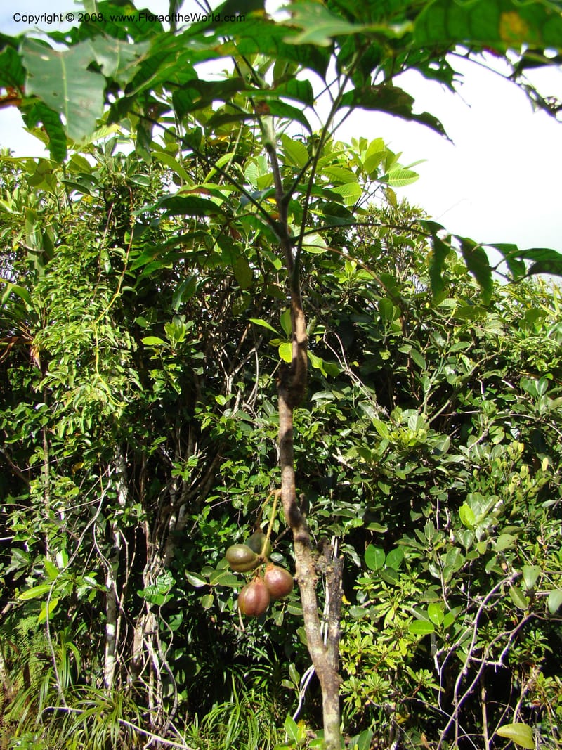 Cupaniopsis, JMunzinger4744--New Caledonia. Mandjelia. 13 Nov 07. 149.jpg