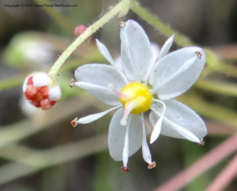Saxifraga mertensiana, Davidson, C 12120--Calif. Trinity Co. Hwy 299. 15 Apr 2013. DSC03030 (9).JPG