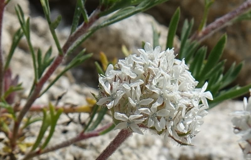 Ipomopsis congesta subsp. viridis, C. Davidson 13714--ID. Boise Co. Scott Mtn. L.O. rd. 15 July 2017. DSC03279 (95).JPG