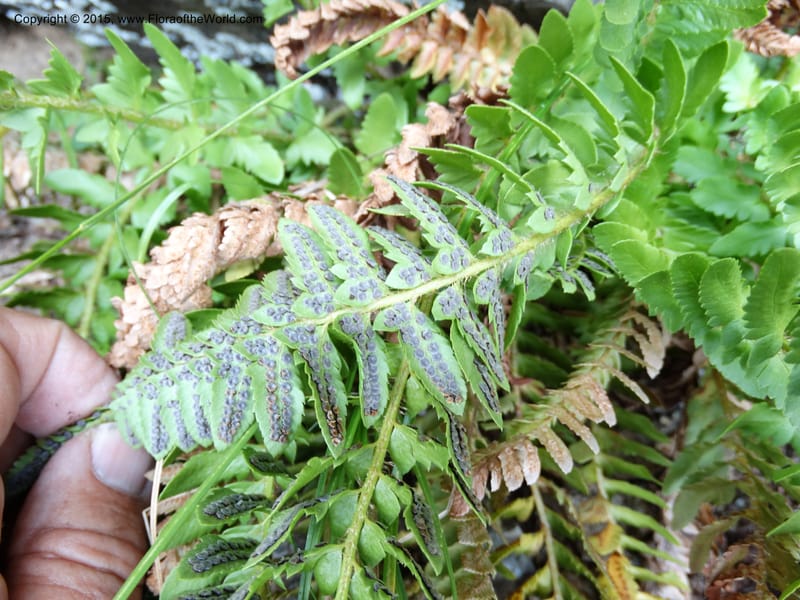 Polystichum scopulinum, Davidson, C 12631--ID. Idaho Co. Seven Devils Campground. 11 Aug 2014. DSC00412 (46).JPG