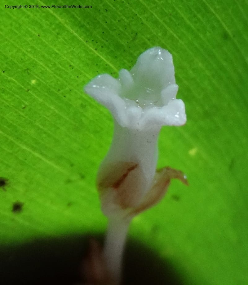 Gymnosiphon, Davidson, C 12931--Sabah. Kinabalu Nat. Park. Nalumad Substesen. 29 Mar 2015. DSC01294 (102).JPG