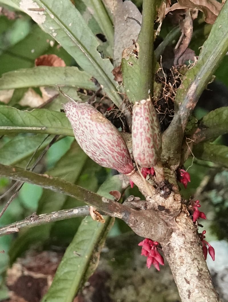 Allexis cauliflora, C. Davidson 13958--Gabon. Arb. Sibang. 5 Nov. 2018. DSC02235 (126).JPG