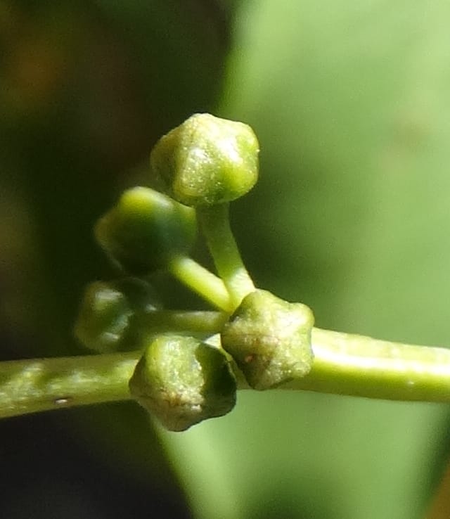 Ventilago, Bruy, D 114--New Caledonia. Tina. 10 Nov 2015. DSC00610 (131).JPG