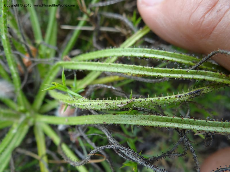 Drosophyllum lusitanicum, Davidson, C 12167--Spain. Andalucia. Parque Natural Alcornocales. 28 May 2013. DSC05381 (18).JPG
