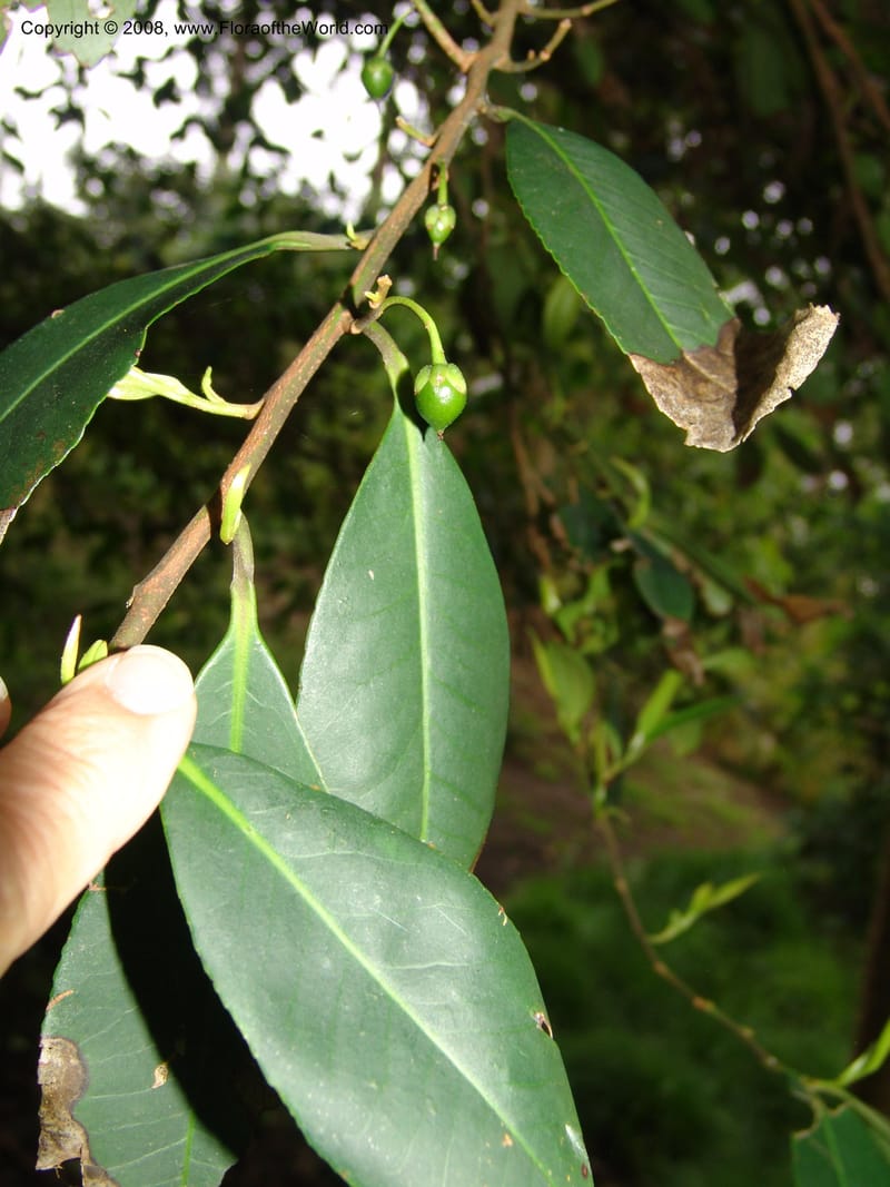 Cleyera theoides--CA. San Francisco Botanical Garden (Strybing Arb.). 30 Mch 06. 313.jpg